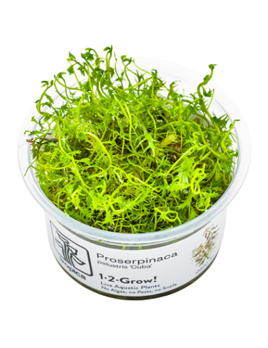 TROPICA - Proserpinaca palustris 'Cuba' - In vitro