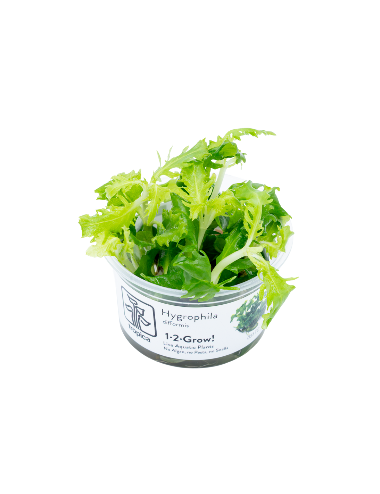 TROPICA - Hygrophila difformis - In vitro