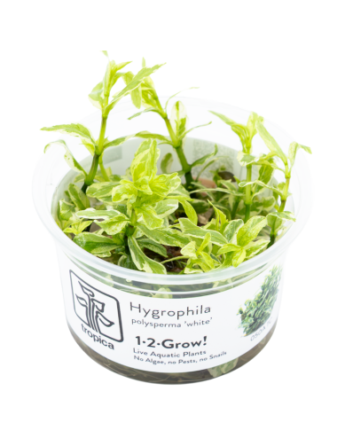TROPICA - Hygrophila...