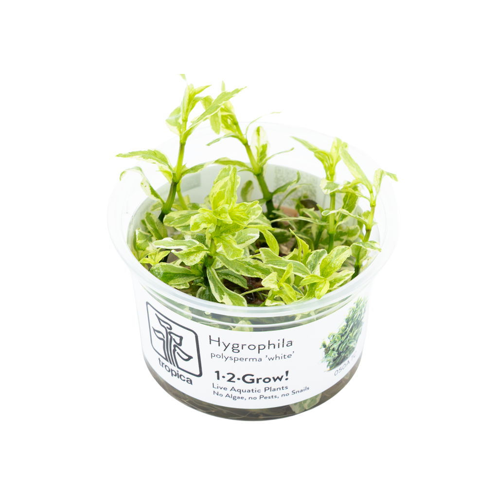 TROPICA - Hygrophila polysperma 'White' - In vitro