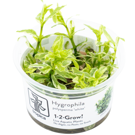 TROPICA - Hygrophila polysperma 'White' - In vitro