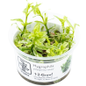 TROPICA - Hygrophila polysperma 'White' - In vitro
