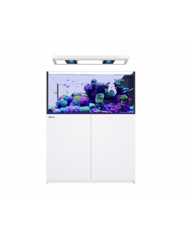 RED SEA - Reefer MAX...