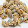 JBL - ProNovo Snail - Escargots entiers pour une alimentation naturelle - 100mL