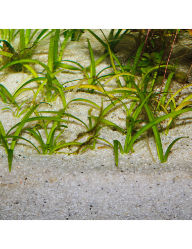 JBL - Sansibar RIVER 10kg - 0.8mm - Substrat de sol clair fin, parsemé de petites pierres noires pour aquariums