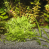 JBL - Sansibar GREY 10kg - 0.2, 0.6mm - Substrat de sol fin gris pour aquariums