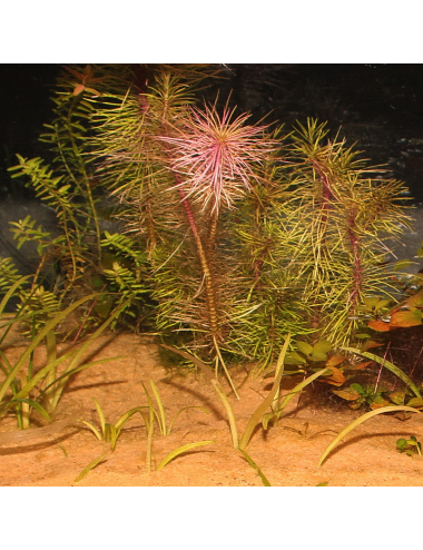 JBL - Sansibar ORANGE 10kg - 0,2, 0,6 mm - Fini substrat zemlje oranžne barve za akvarije