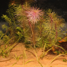 JBL - Sansibar ORANGE 10kg - 0.2, 0.6mm - Substrat de sol fin couleur orange pour aquariums