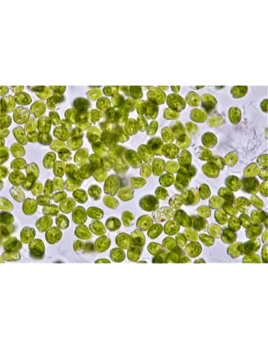 Easy Reefs - EasyBooster Nano - Phytoplancton en gel - 250ml