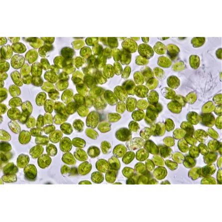 Easy Reefs - EasyBooster Nano - Phytoplankton gel - 250ml