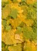 OCEAN NUTRITIONS - Cichlid Vegi Flakes - 156g - Nourriture pour cichlidés végétariens