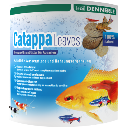 DENNERLE - Catappa Leaves - 10 Pces - Feuilles de badamier