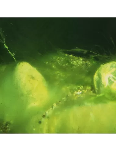 JBL - AlgoPond Forte - 250ml - Wasseraufbereiter gegen alle Algen