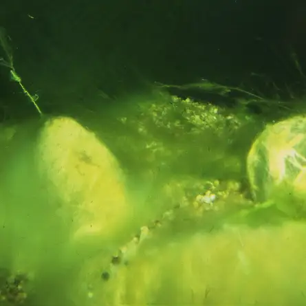 JBL - AlgoPond Forte - 250ml - Water conditioner against all algae