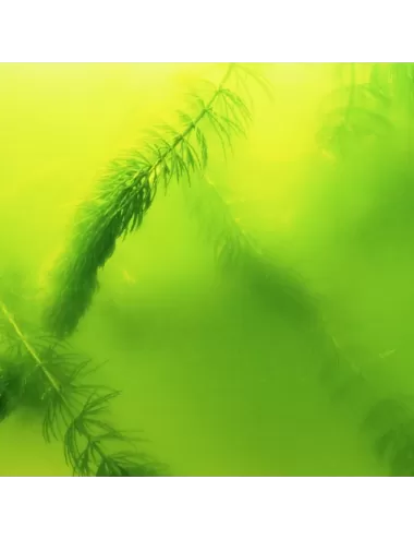 JBL - AlgoPond Green - 2,5l - Anti-alghe verdi