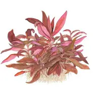Piante