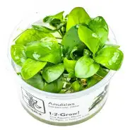 Plantes In Vitro