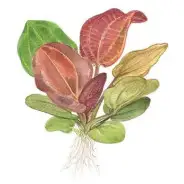 Piante facili