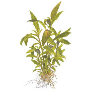 Planta de crescimento rápido