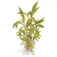 Plante à croissance rapide