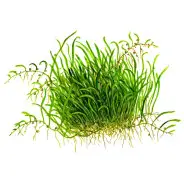 Plante gazonnante