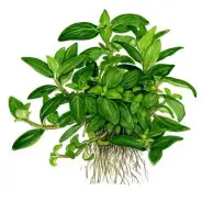 Plante de premier plan