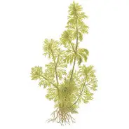 Pianta di sfondo