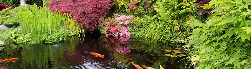 Garden pond with clear water - ICHIPOND - Bio-Clear - 500ml