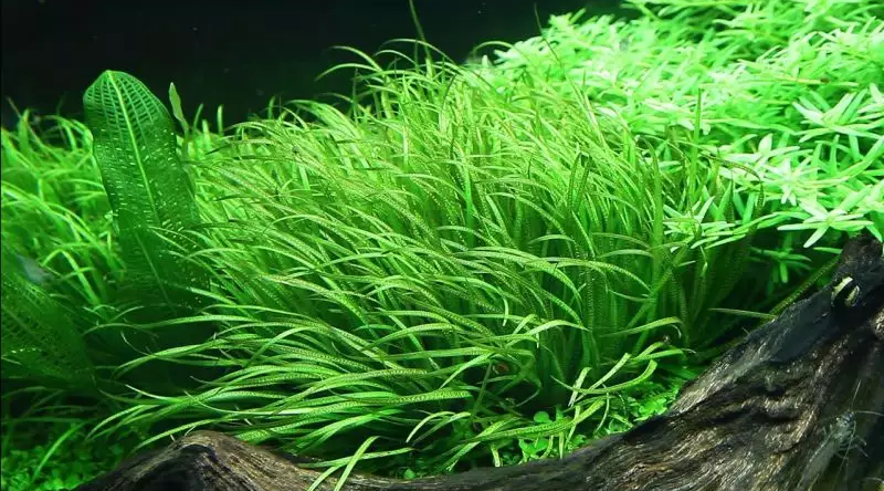 Blyxa japonica en aquarium