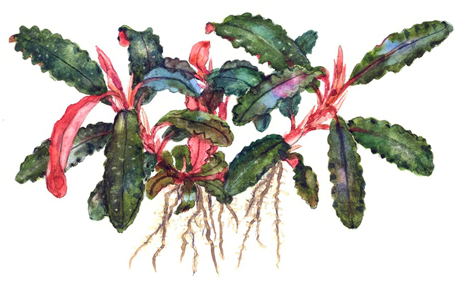 Bucephalandra 'Kedagang' 