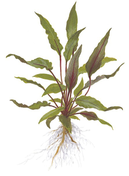 Cryptocoryne beckettii 'Petchii'
