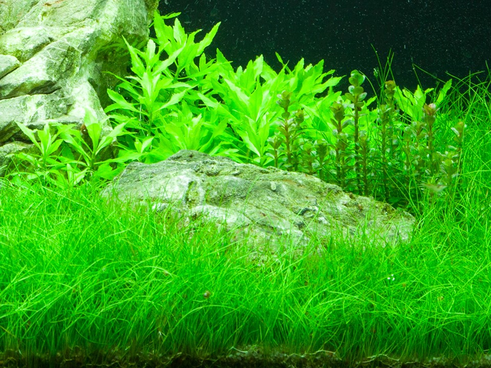 Eleocharis Parvula in acquario
