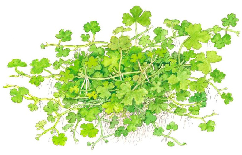 Hydrocotyle tripartita