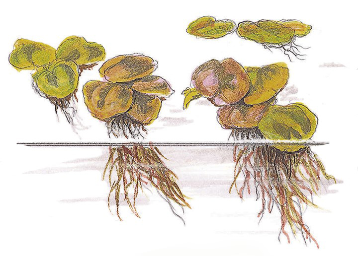 Phyllanthus fluitans