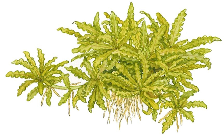 Pogostemon helferi
