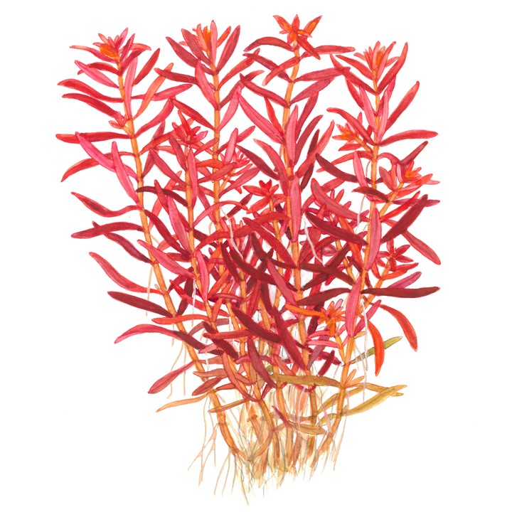Rotala rotundifolia 'Rosso sangue'