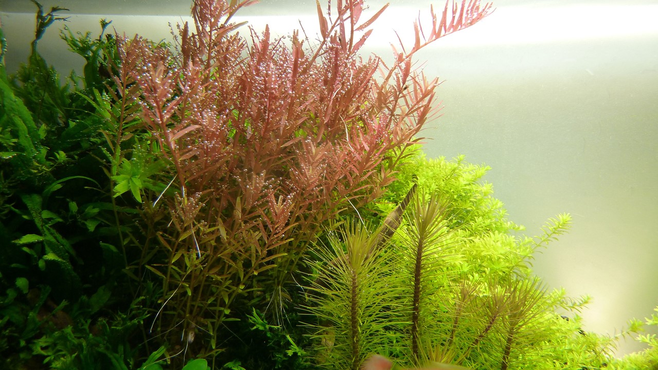 Rotala rotundifolia in acquario