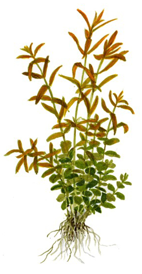 Rotala rotundifolia