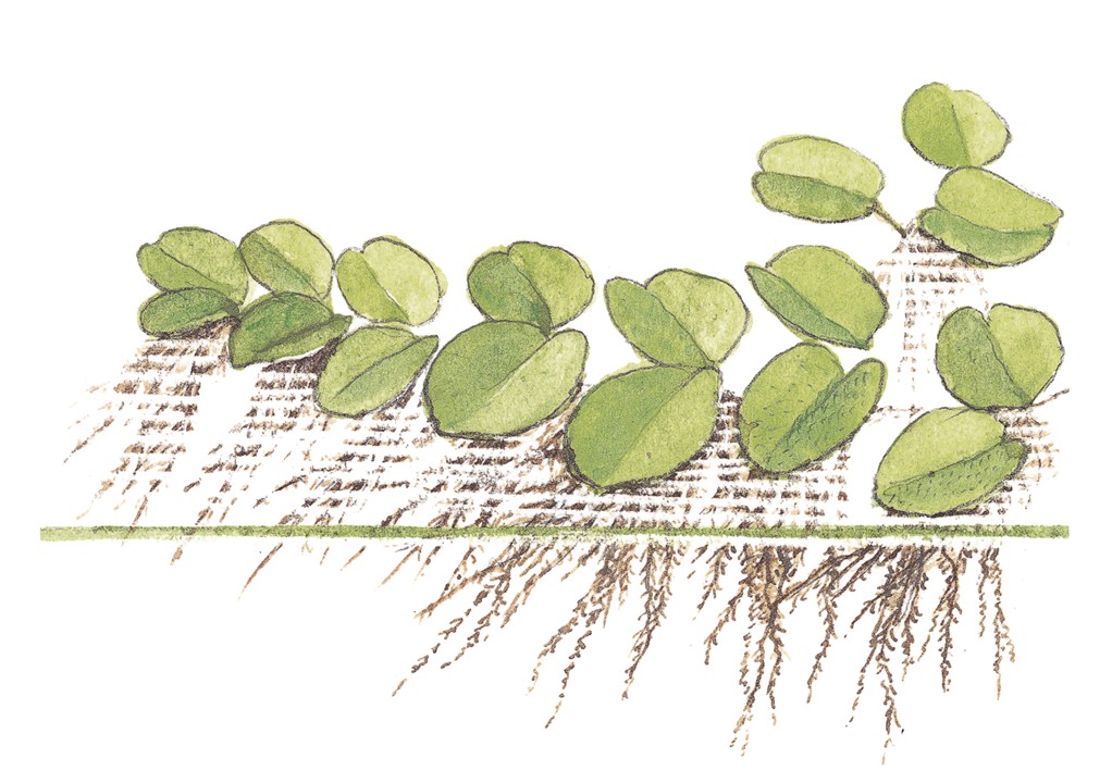 TROPICA - Salvinia minima - In vitro
