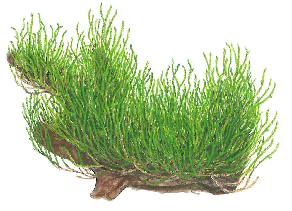 Taxiphyllum sp. 'Flammenmoos'