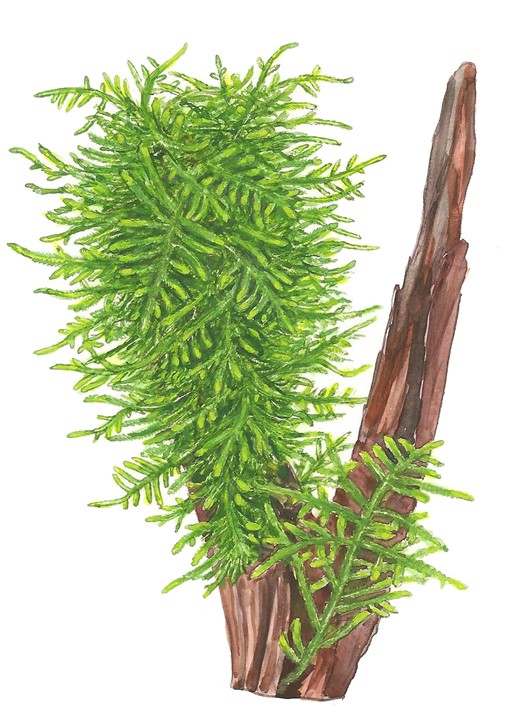 Specie Taxiphyllum sp. 'Muschio spinoso'