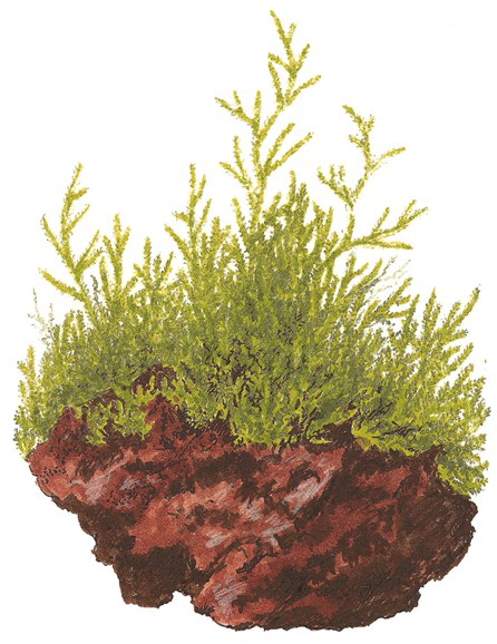 Taxiphyllum barbieri 'Javamoos'