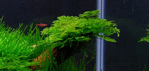 Vesicularia ferriei 'Weeping Moss'
