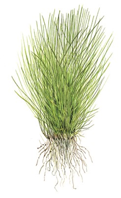 TROPICA - Eleocharis acicularis - In vitro