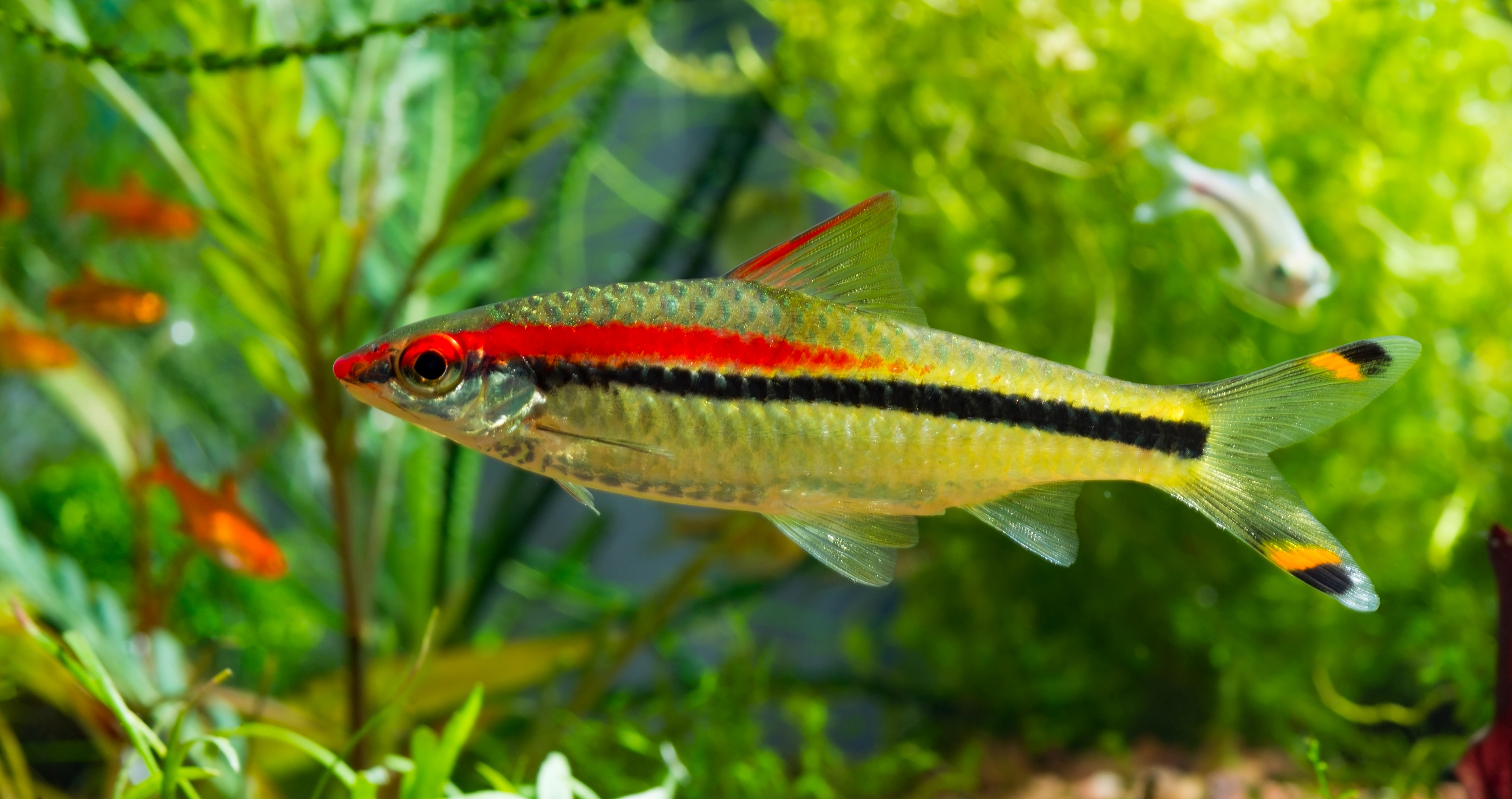 Poisson Pour Eau Froide