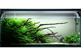 Comment calculer le volume d’un aquarium ? - Zoanthus