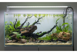 Comment calculer le volume d’un aquarium ? - Zoanthus