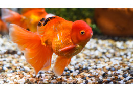 Poissons pour aquarium d’eau froide - Espèces faciles à maintenir
