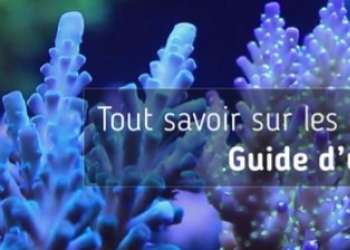 Tout savoir sur les produits Aquaforest : guide d'utilisation 