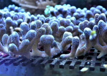 Comment bouturer ses coraux  ?